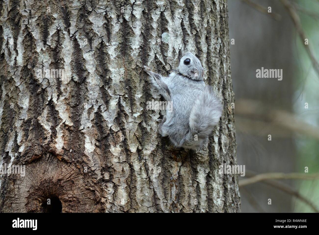 Un siberiano scoiattolo battenti (Pteromys volans) indossando un radiocollar vicino il suo nido foro in un vecchio Aspen Tree (Populus tremula) in matura foresta, Estonia Foto Stock