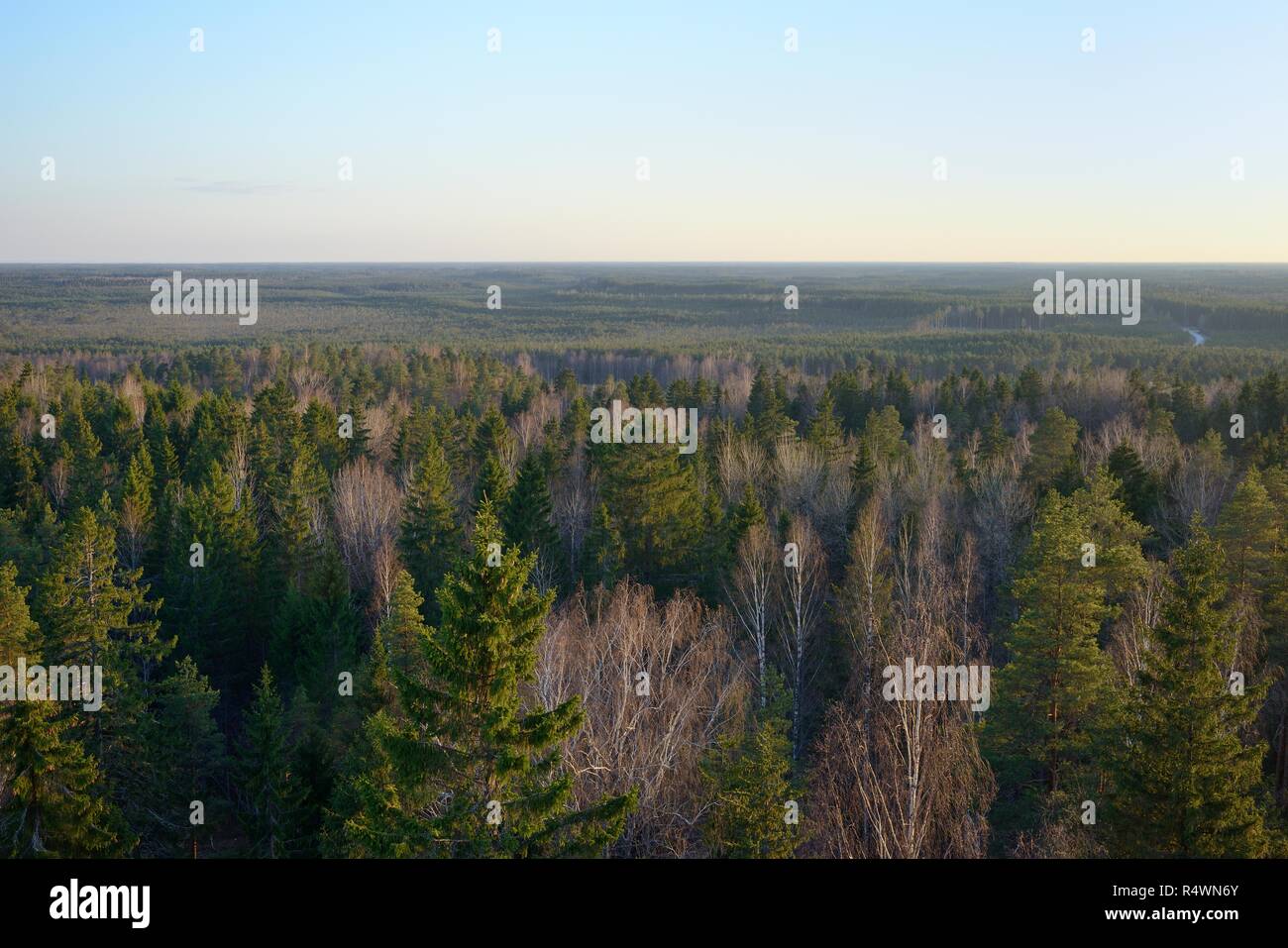 Panoramica del Parco Iisaku foresta con coppia di abeti, betulla e Eurasian aspen (Populus tremula), casa del Siberiano scoiattolo battenti Pteromys volans Foto Stock