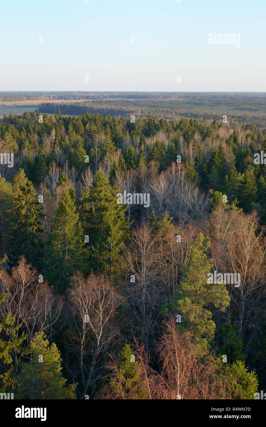 Panoramica del Parco Iisaku foresta con coppia di abeti, betulla e Eurasian aspen (Populus tremula), casa del Siberiano scoiattolo battenti Pteromys volans Foto Stock