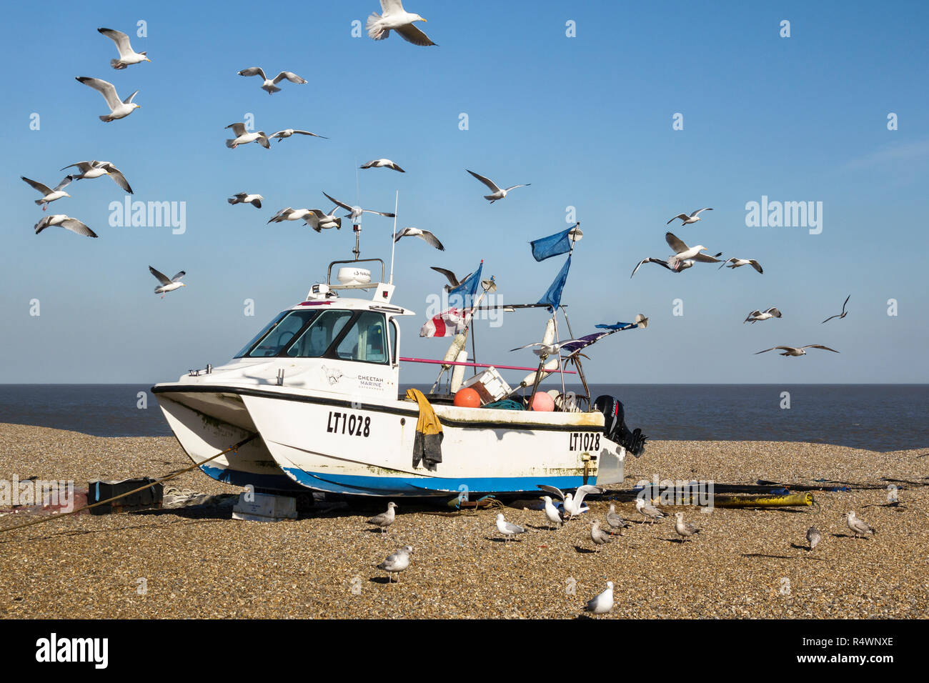 Aldeburgh, Suffolk, Regno Unito. Una barca da pesca cazzate fino sulla spiaggia di ciottoli, circondato da fame gabbiani Foto Stock