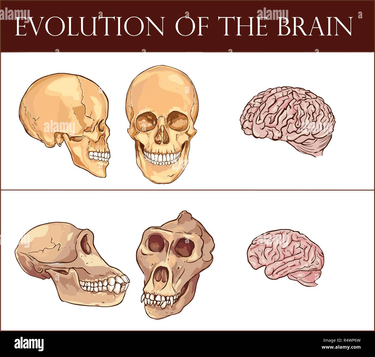 Evoluzione del cervello illustrazione vettoriale Illustrazione Vettoriale