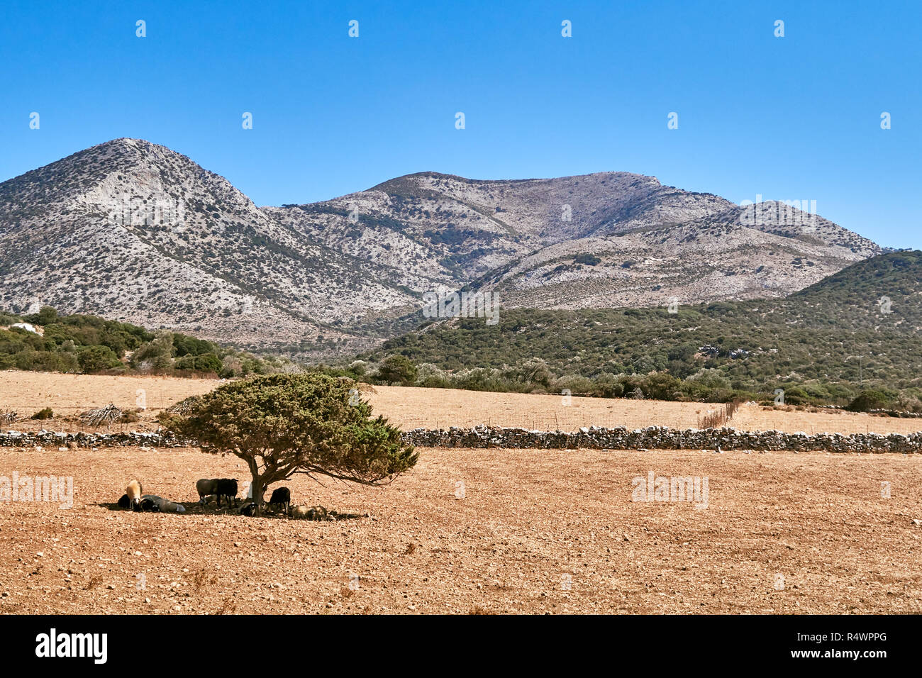 Il paesaggio tradizionale in Naxos Foto Stock