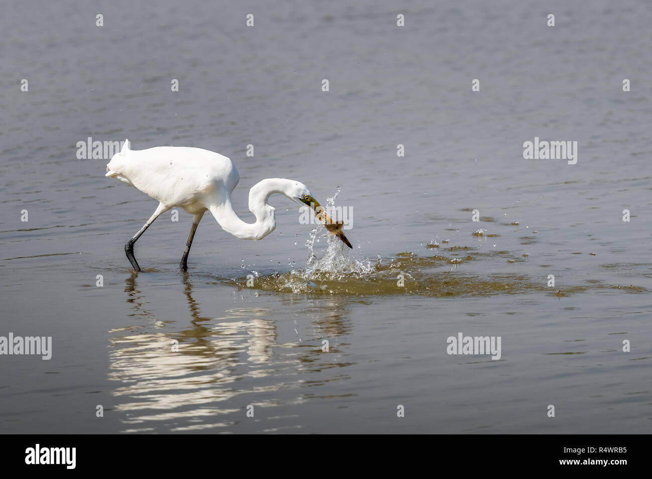 Airone bianco maggiore (Ardea alba) in cerca di cibo Foto Stock