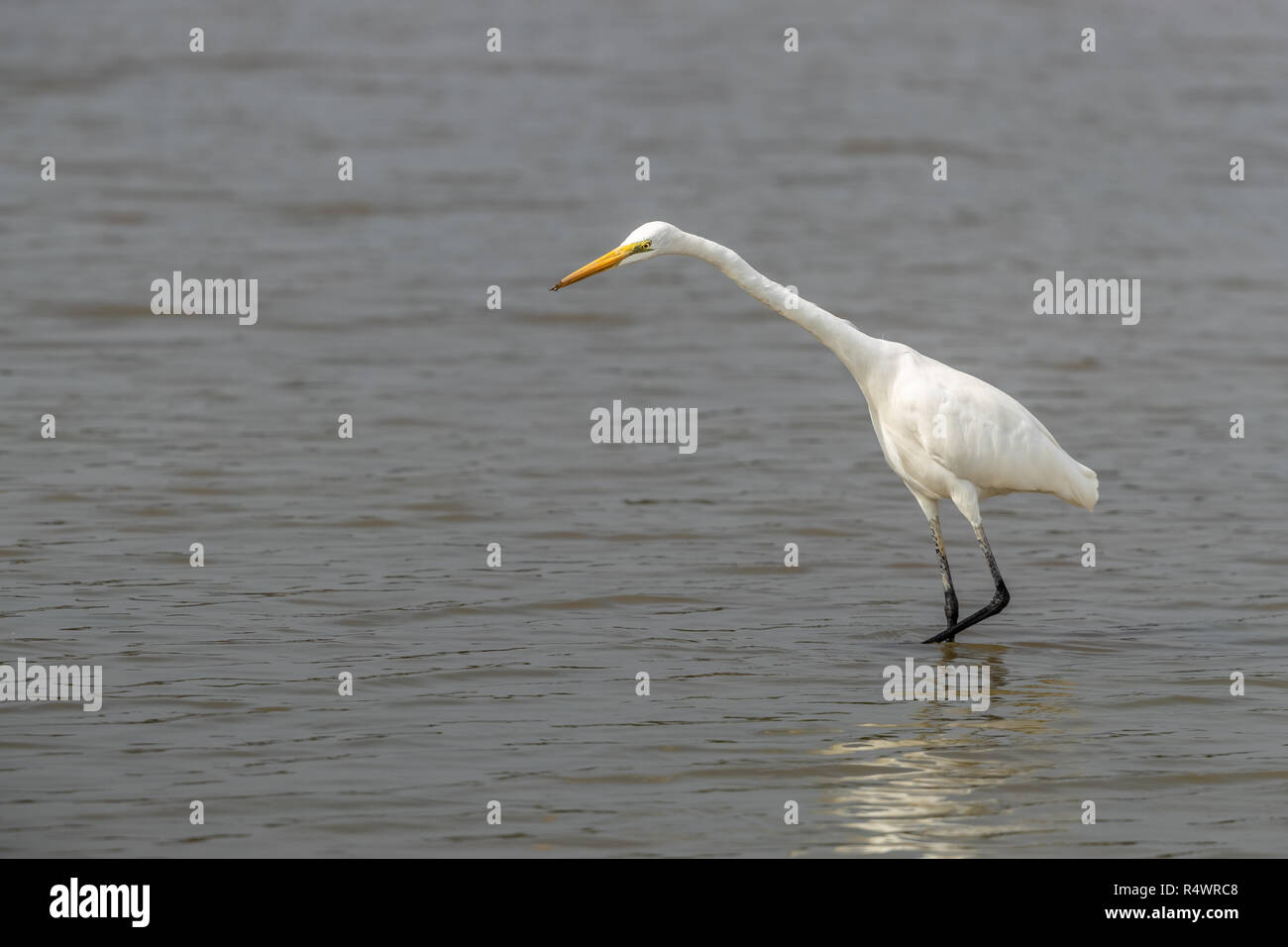 Airone bianco maggiore (Ardea alba) in cerca di cibo Foto Stock