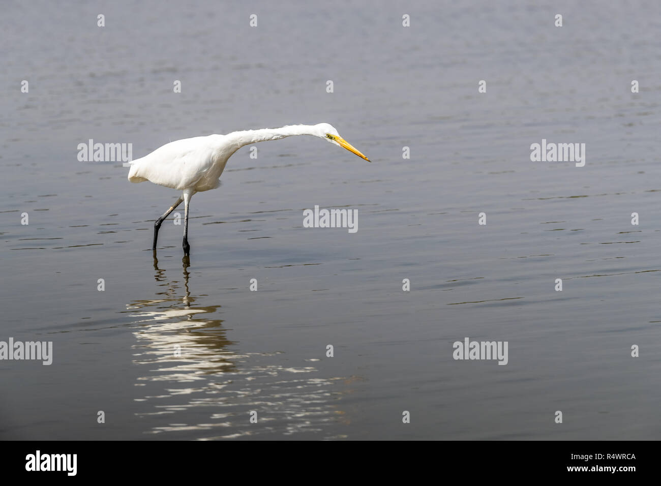 Airone bianco maggiore (Ardea alba) in cerca di cibo Foto Stock