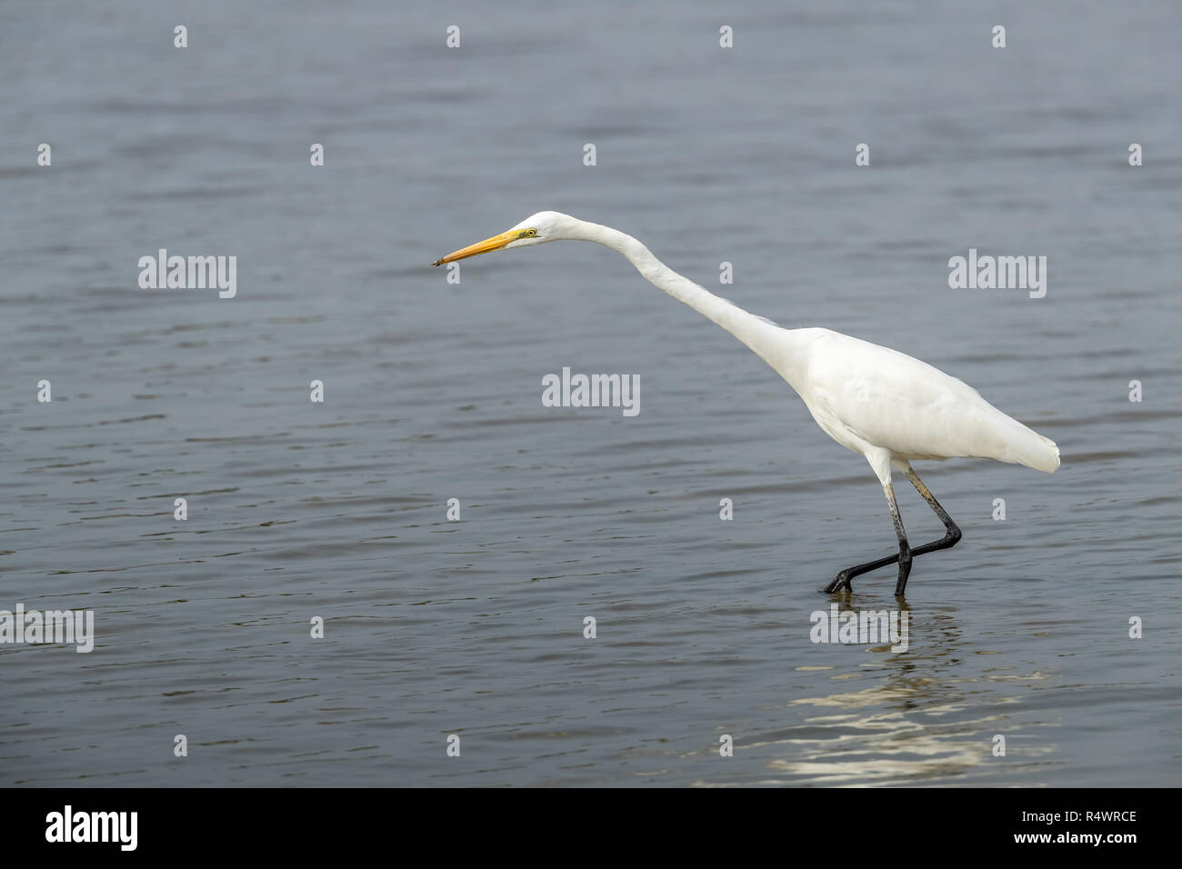 Airone bianco maggiore (Ardea alba) in cerca di cibo Foto Stock