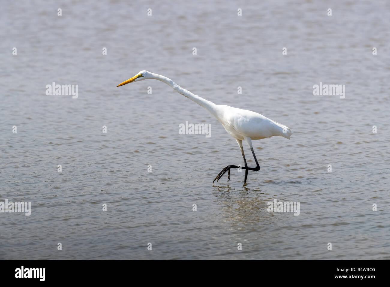 Airone bianco maggiore (Ardea alba) in cerca di cibo Foto Stock