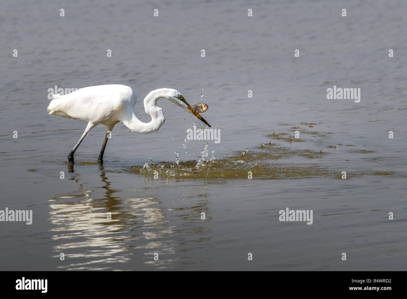 Airone bianco maggiore (Ardea alba) in cerca di cibo Foto Stock