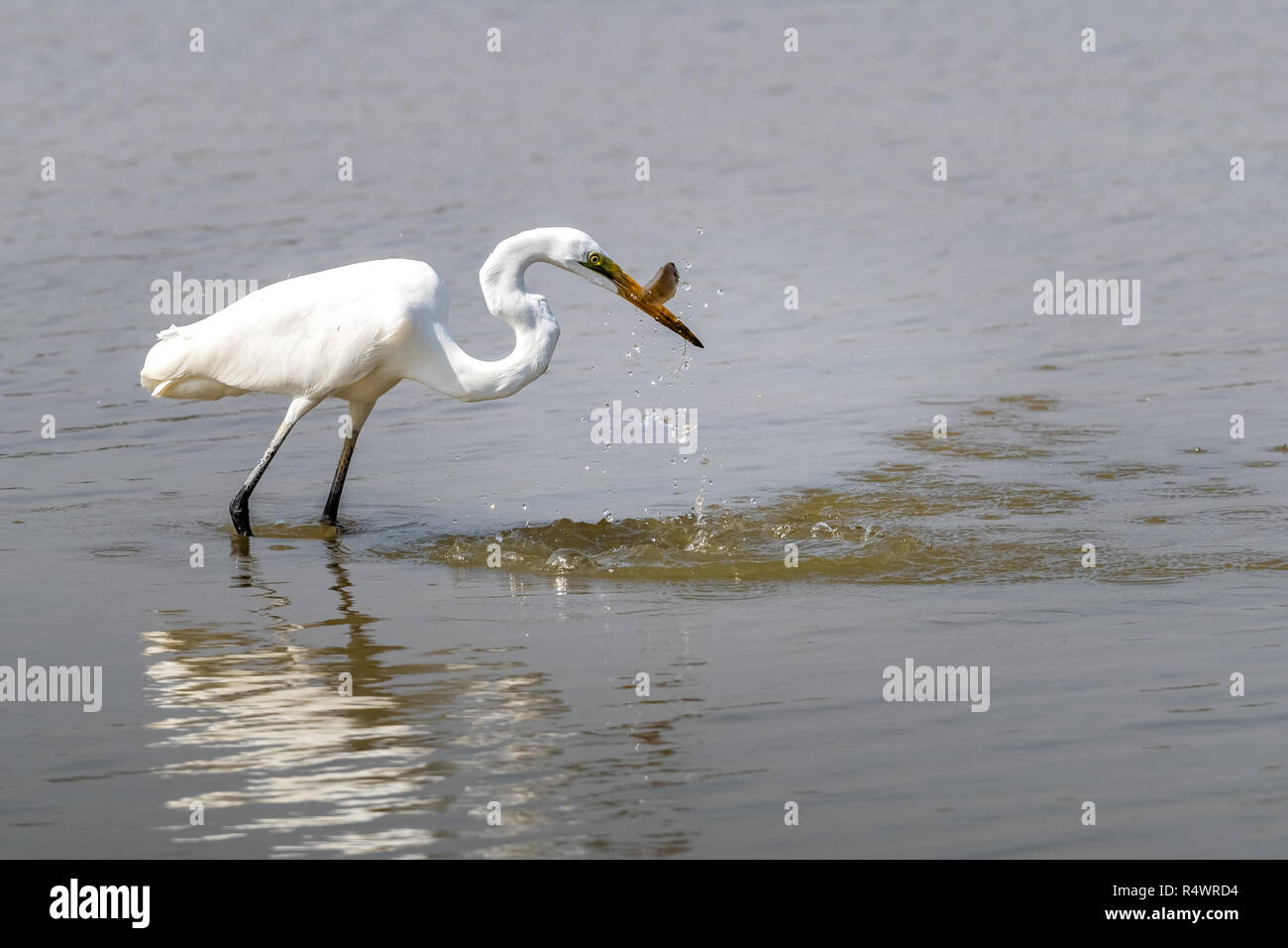 Airone bianco maggiore (Ardea alba) in cerca di cibo Foto Stock