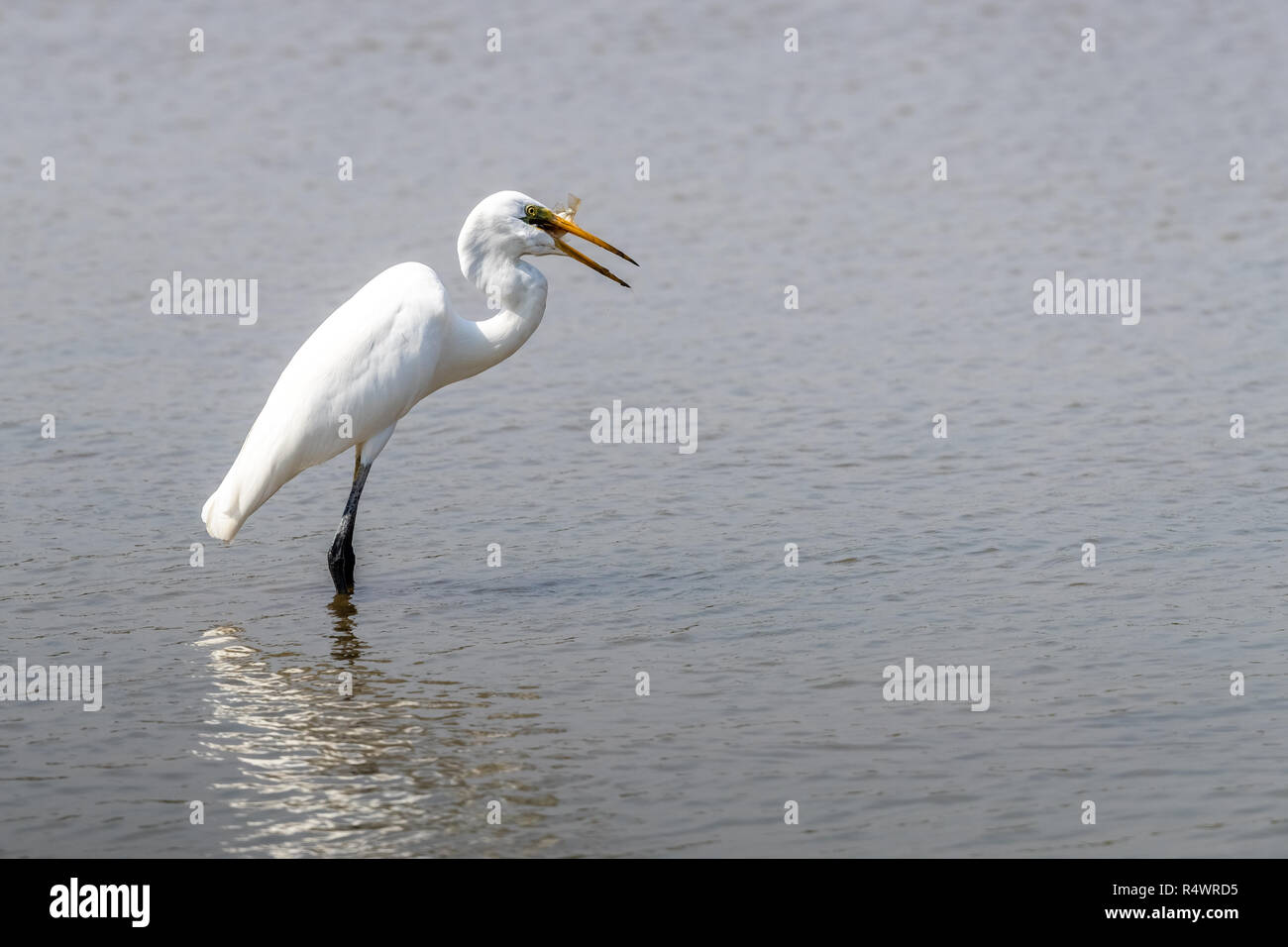 Airone bianco maggiore (Ardea alba) in cerca di cibo Foto Stock