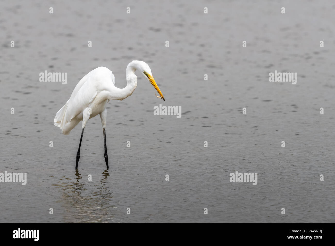 Airone bianco maggiore (Ardea alba) in cerca di cibo Foto Stock