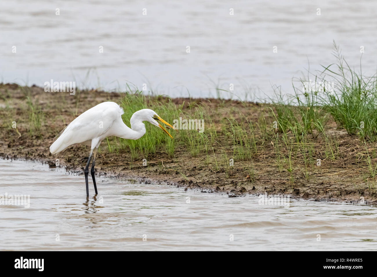 Airone bianco maggiore (Ardea alba) in cerca di cibo Foto Stock