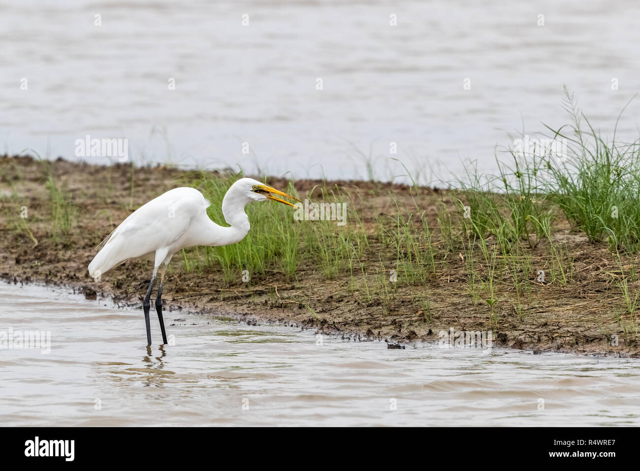 Airone bianco maggiore (Ardea alba) in cerca di cibo Foto Stock