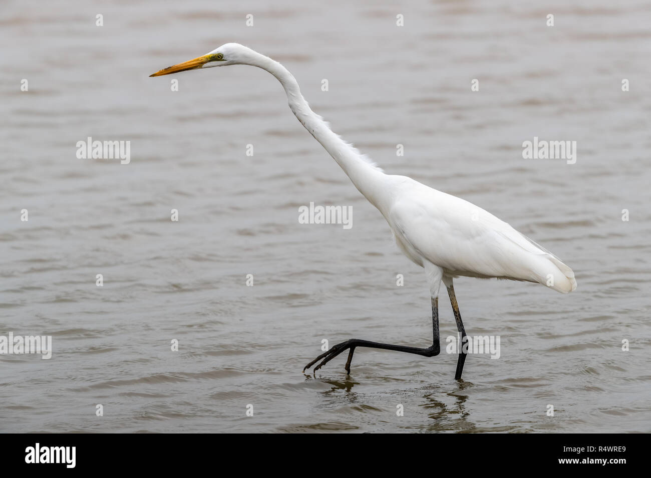Airone bianco maggiore (Ardea alba) in cerca di cibo Foto Stock