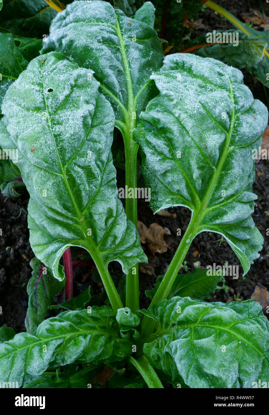 Le bietole con foglie satinate Foto Stock