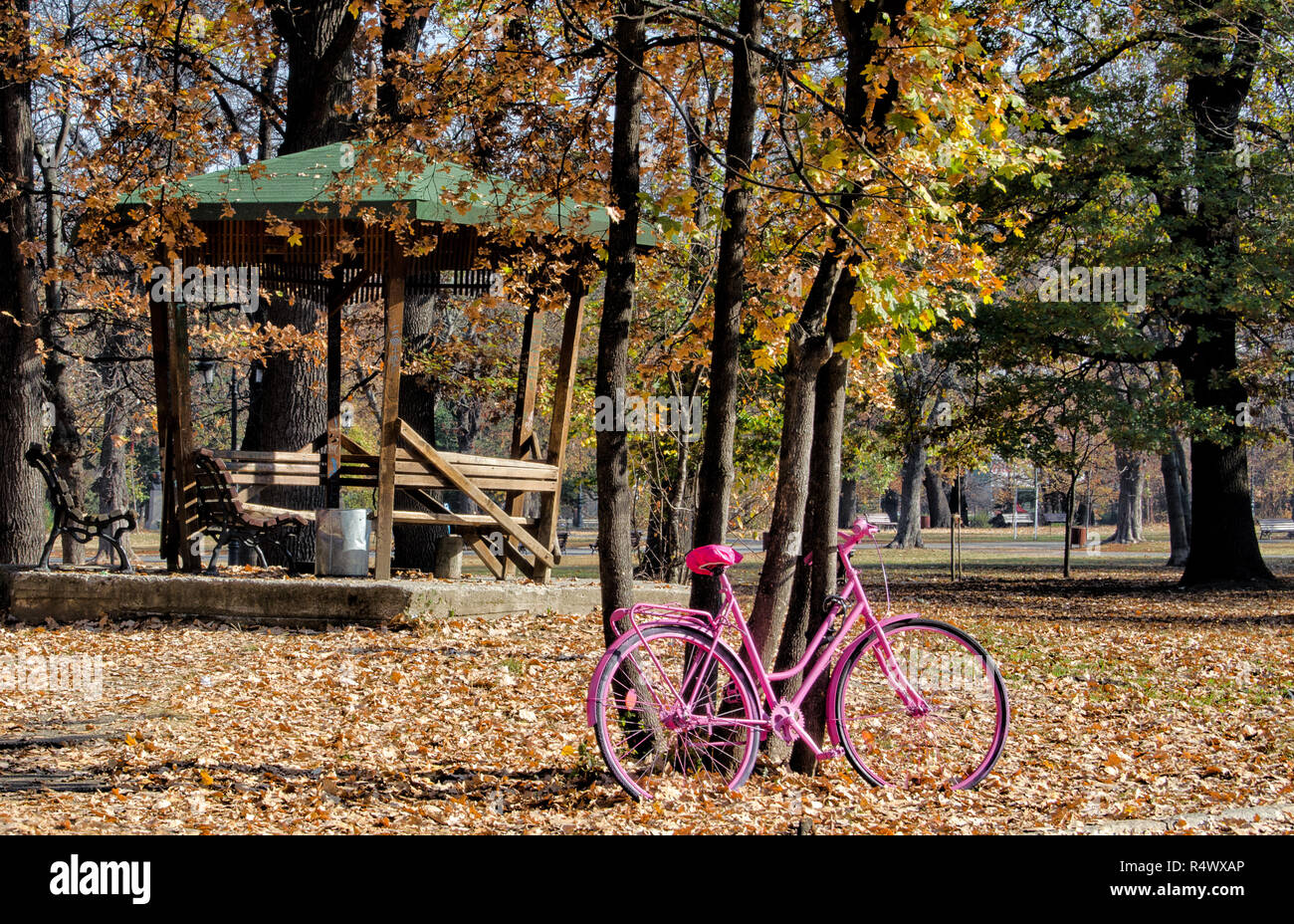 Rosa in bicicletta in una foresta di autunno Foto Stock