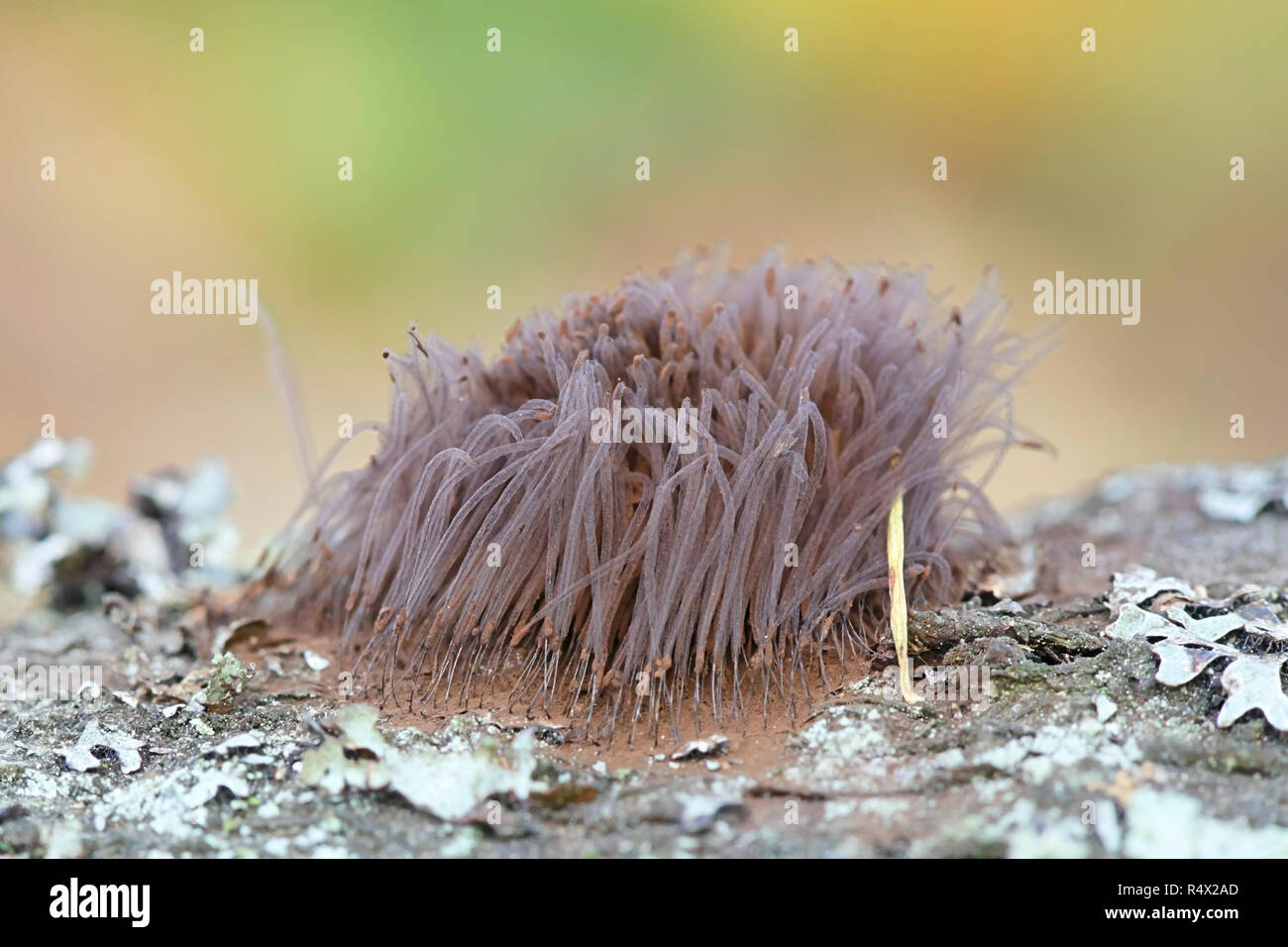 Tubo di stampo di fango, Stemonitis sp Foto Stock