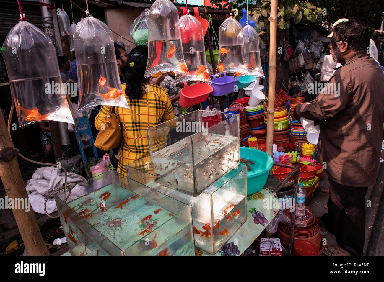 Galiff Street,Acquario ,venditore di pesce stallo,visualizzare,cappuccio rosso Oranda,altre varietà di pesci,per la raccolta degli acquirenti,sul settimanale domenica,Kolkata,l'India. Foto Stock