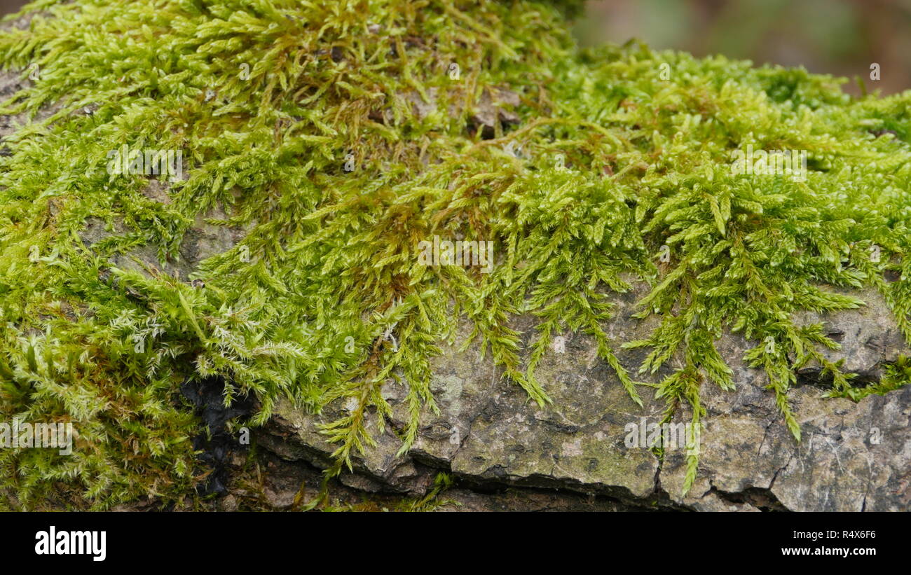 Vivere il Verde muschio cresce sulla corteccia di un vecchio albero Foto Stock