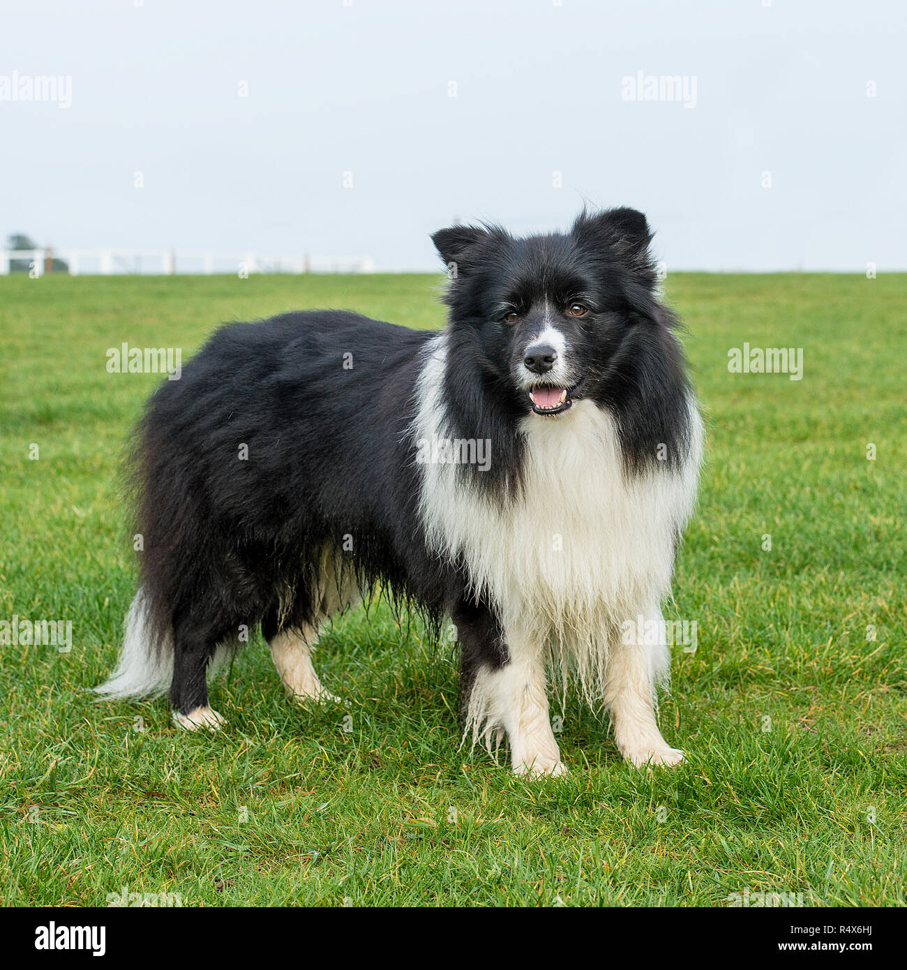 collie di bordo Foto Stock collie di bordo Foto Stock