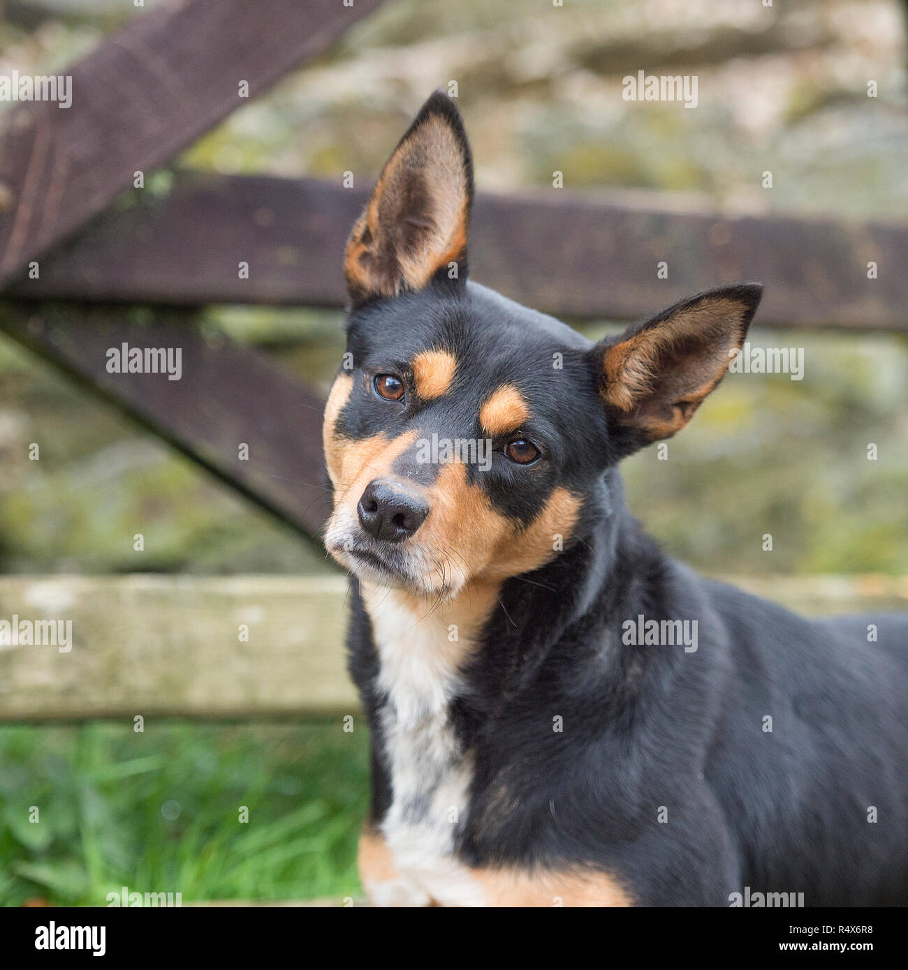 Australian Kelpie , nero e marrone Foto Stock Australian Kelpie , nero e marrone Foto Stock