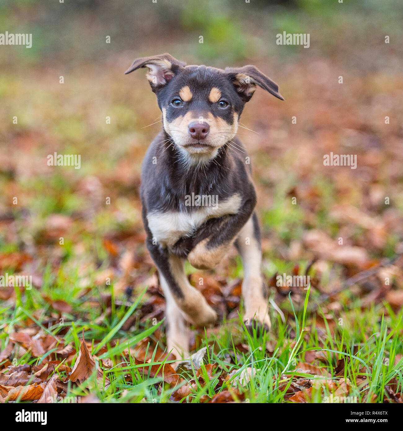 Australian kelpie cucciolo Foto Stock Australian kelpie cucciolo Foto Stock