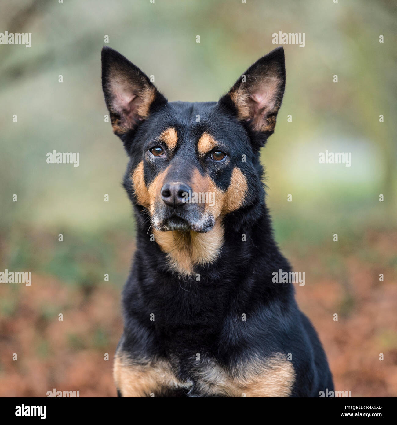 Australian Kelpie , nero e marrone Foto Stock Australian Kelpie , nero e marrone Foto Stock