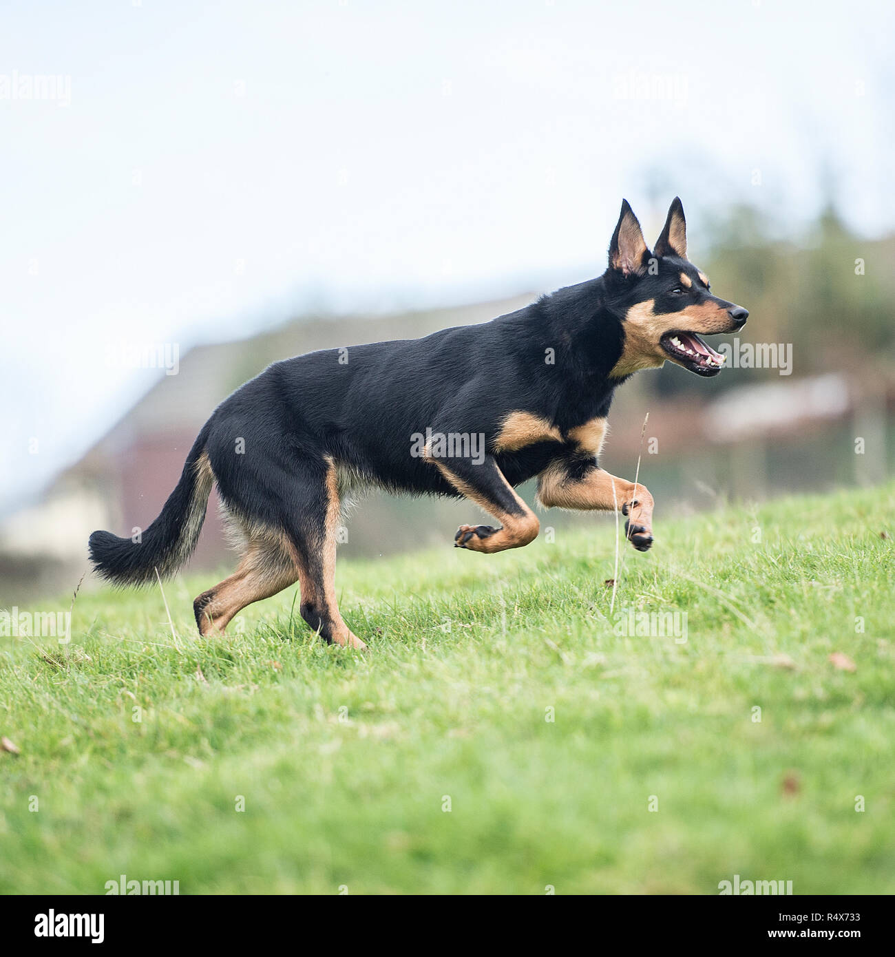 Australian Kelpie , nero e marrone Foto Stock Australian Kelpie , nero e marrone Foto Stock