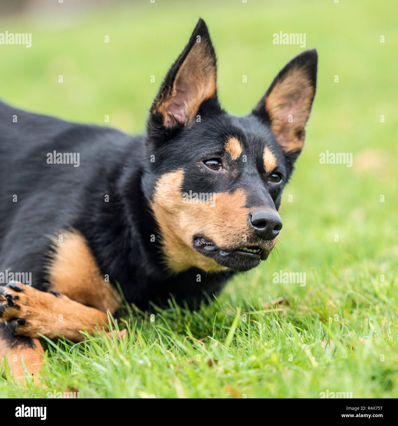 Australian Kelpie , nero e marrone Foto Stock Australian Kelpie , nero e marrone Foto Stock