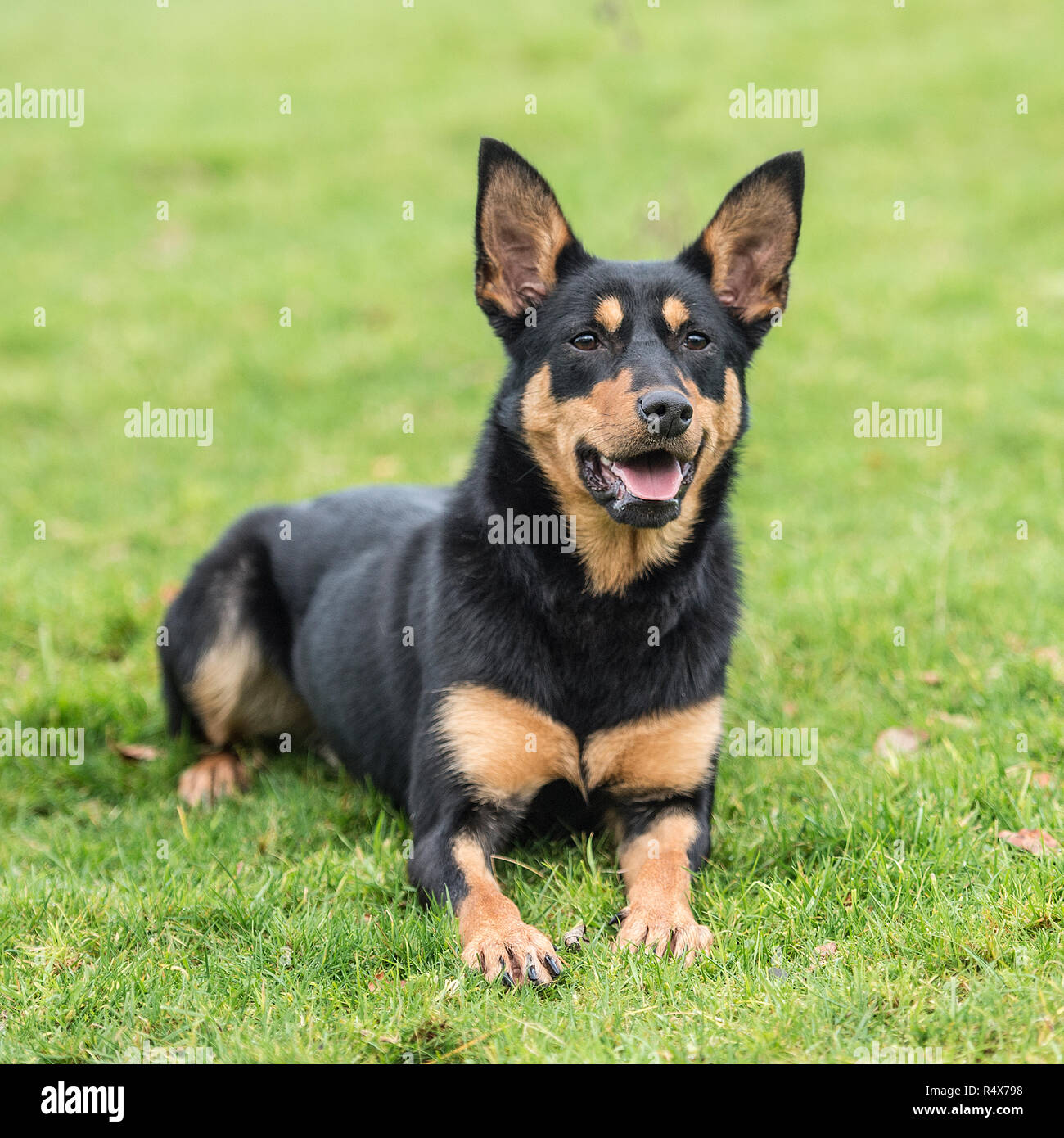 Australian Kelpie , nero e marrone Foto Stock Australian Kelpie , nero e marrone Foto Stock