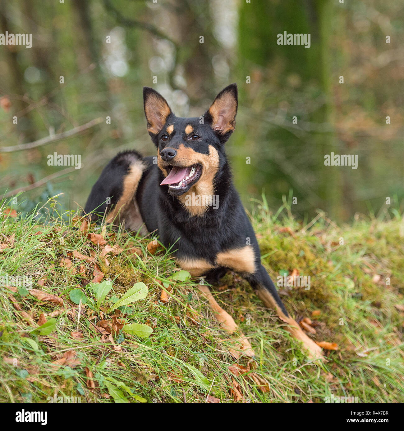 Australian Kelpie , nero e marrone Foto Stock Australian Kelpie , nero e marrone Foto Stock