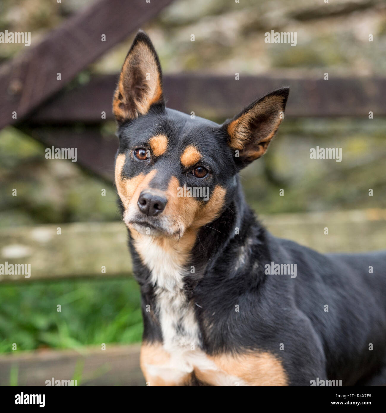 Australian Kelpie , nero e marrone Foto Stock Australian Kelpie , nero e marrone Foto Stock