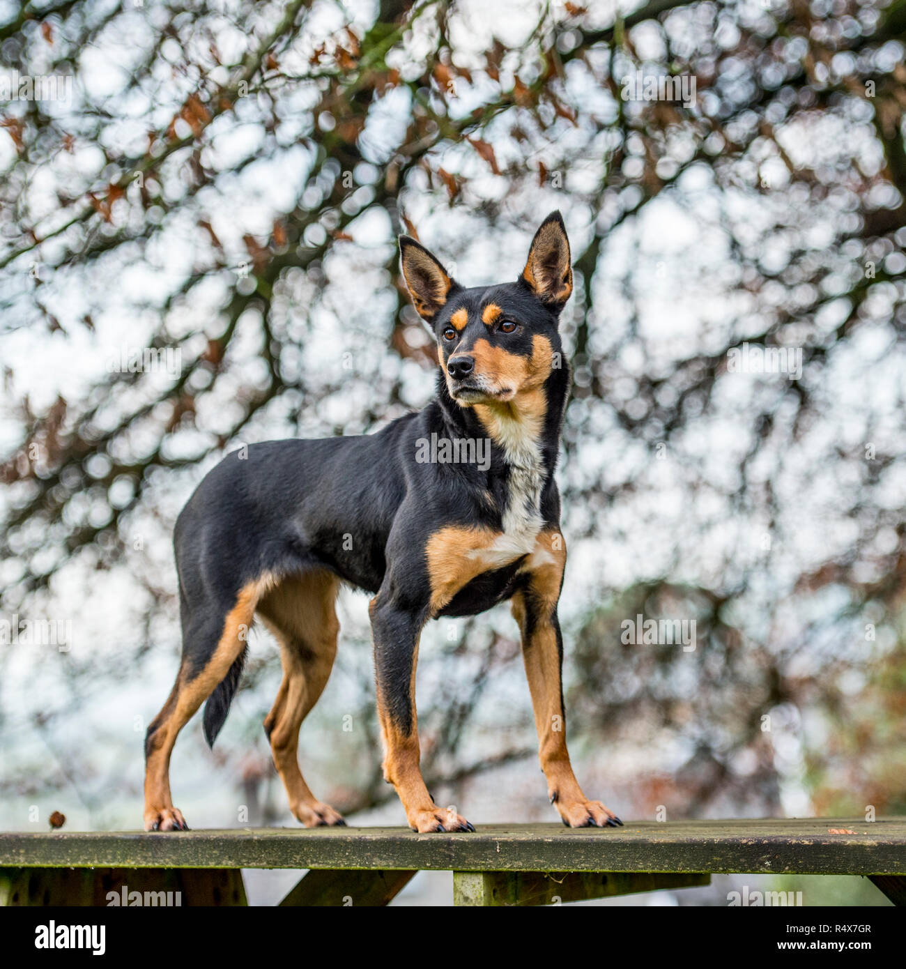 Australian Kelpie , nero e marrone Foto Stock