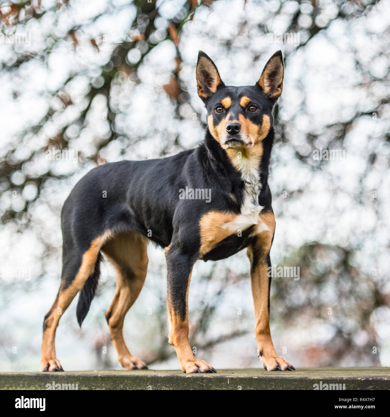 Australian Kelpie , nero e marrone Foto Stock Australian Kelpie , nero e marrone Foto Stock