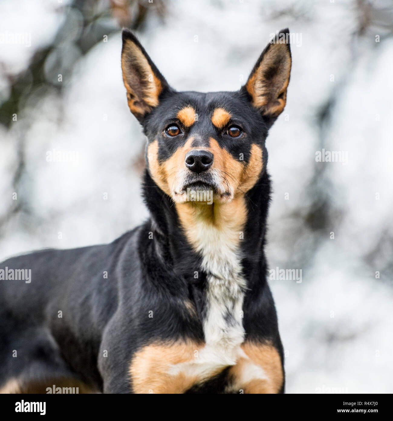 Australian Kelpie , nero e marrone Foto Stock Australian Kelpie , nero e marrone Foto Stock