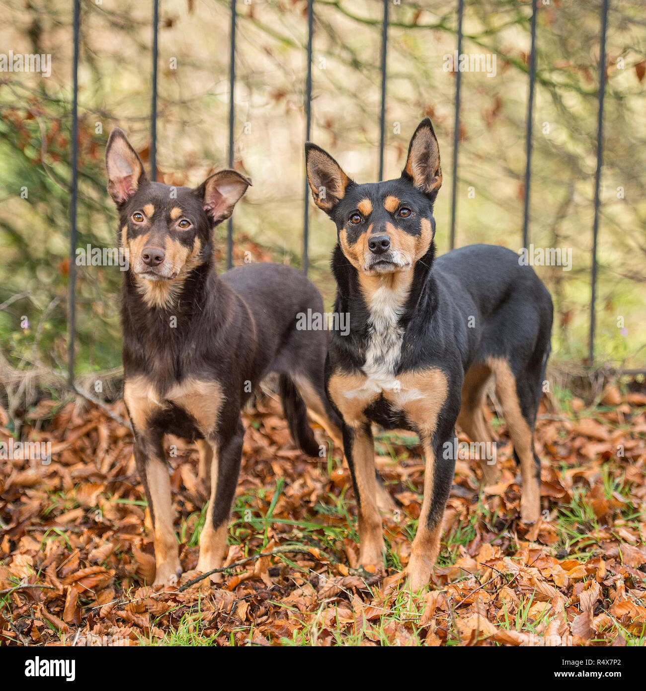 Australian Kelpies , nero e marrone e rosso Foto Stock Australian Kelpies , nero e marrone e rosso Foto Stock