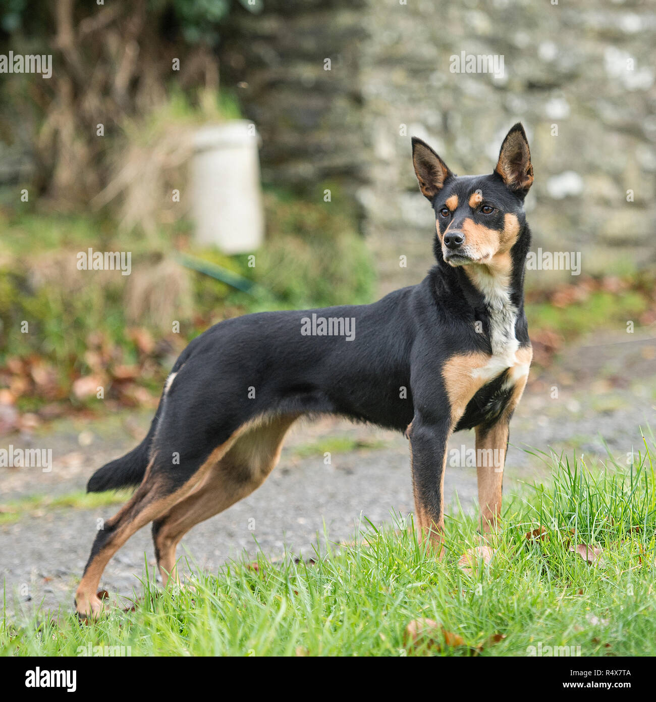 Australian Kelpie , nero e marrone Foto Stock Australian Kelpie , nero e marrone Foto Stock