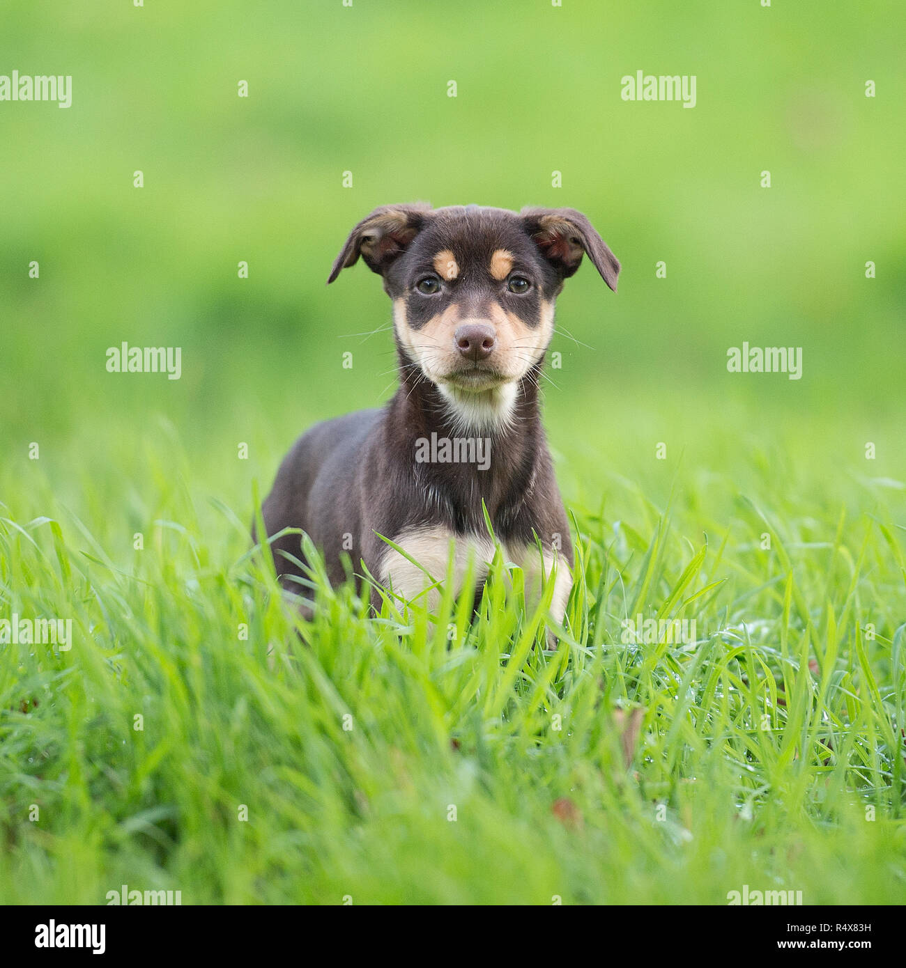 Australian kelpie cucciolo Foto Stock Australian kelpie cucciolo Foto Stock