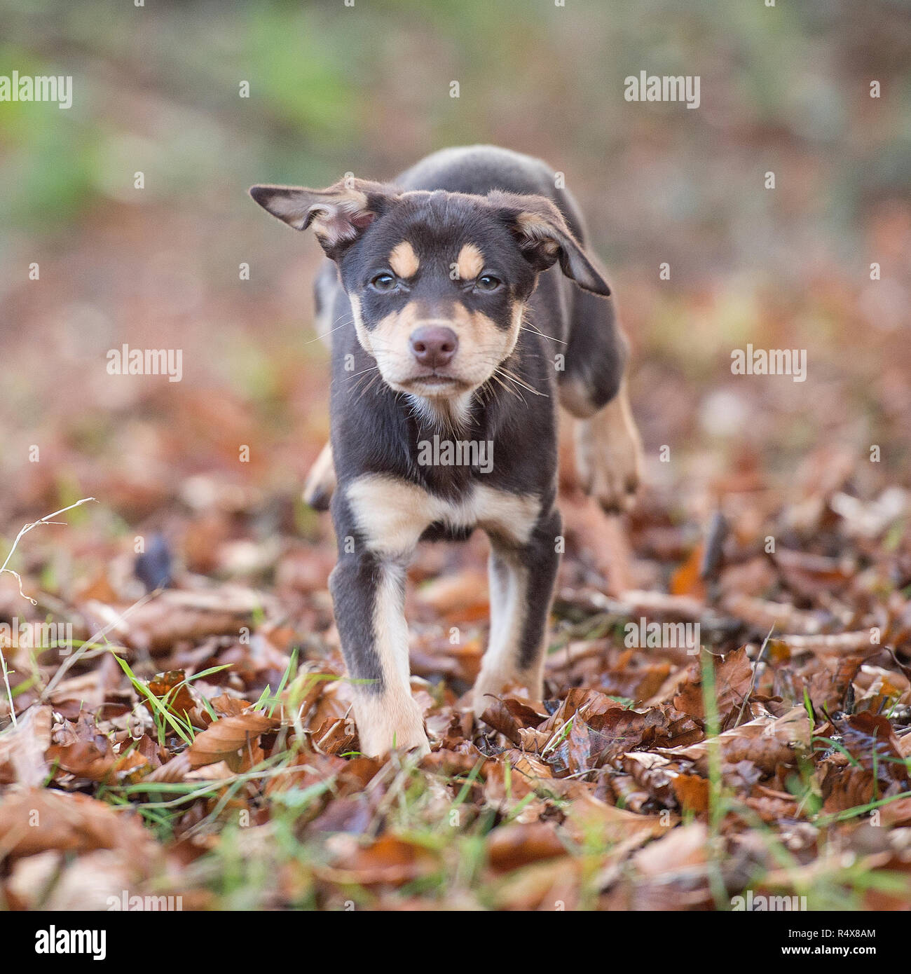 Australian kelpie cucciolo Foto Stock Australian kelpie cucciolo Foto Stock