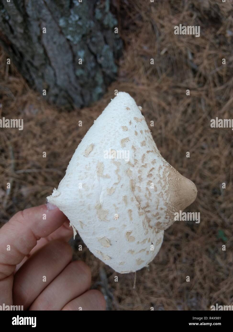 Il tappo di un ombrellone fungo (Macrolepiota procera) attesa da un lato su un terreno di conifere. Il nushroom è abbastanza asciutto a causa della siccità e della stagione arida Foto Stock