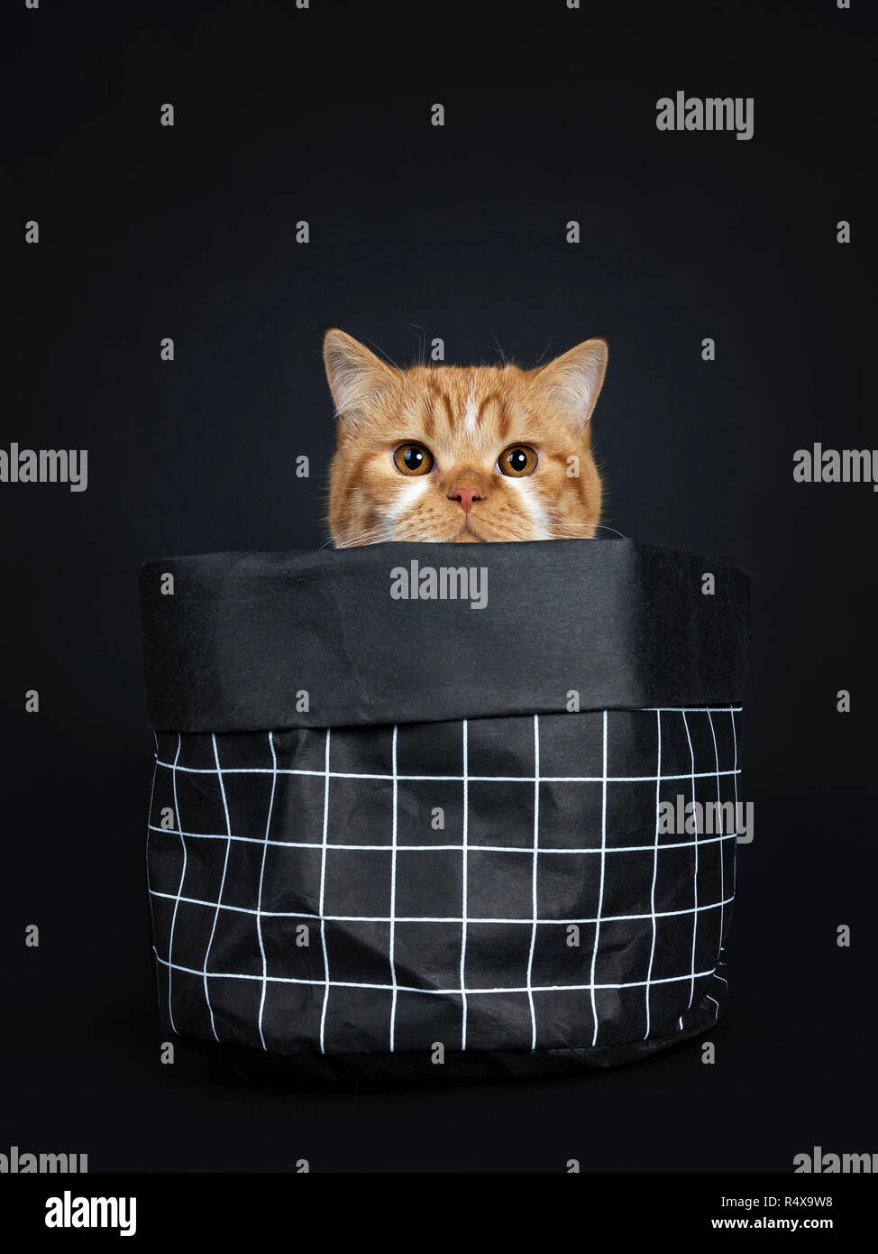 Carino giovane Rosso tabby con bianco British Shorthair gattino seduto in sacchetto di carta, guardando oltre il bordo nella lente con occhi arancio. Isolato su nero B Foto Stock