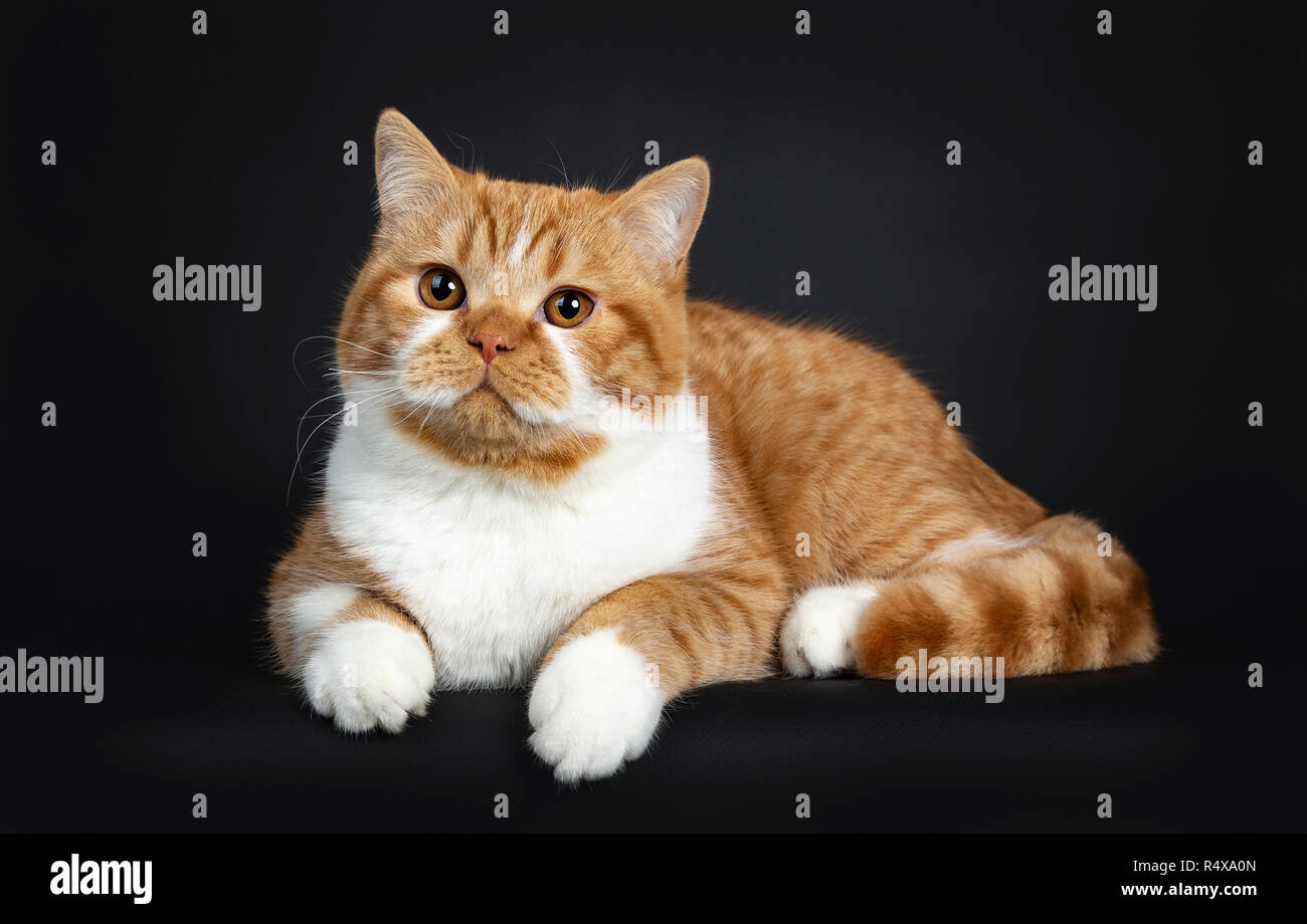 Carino giovane Rosso tabby con bianco British Shorthair gattino posa modi laterale con zampe appeso dal bordo, guardando accanto a telecamera con occhi arancio. Foto Stock