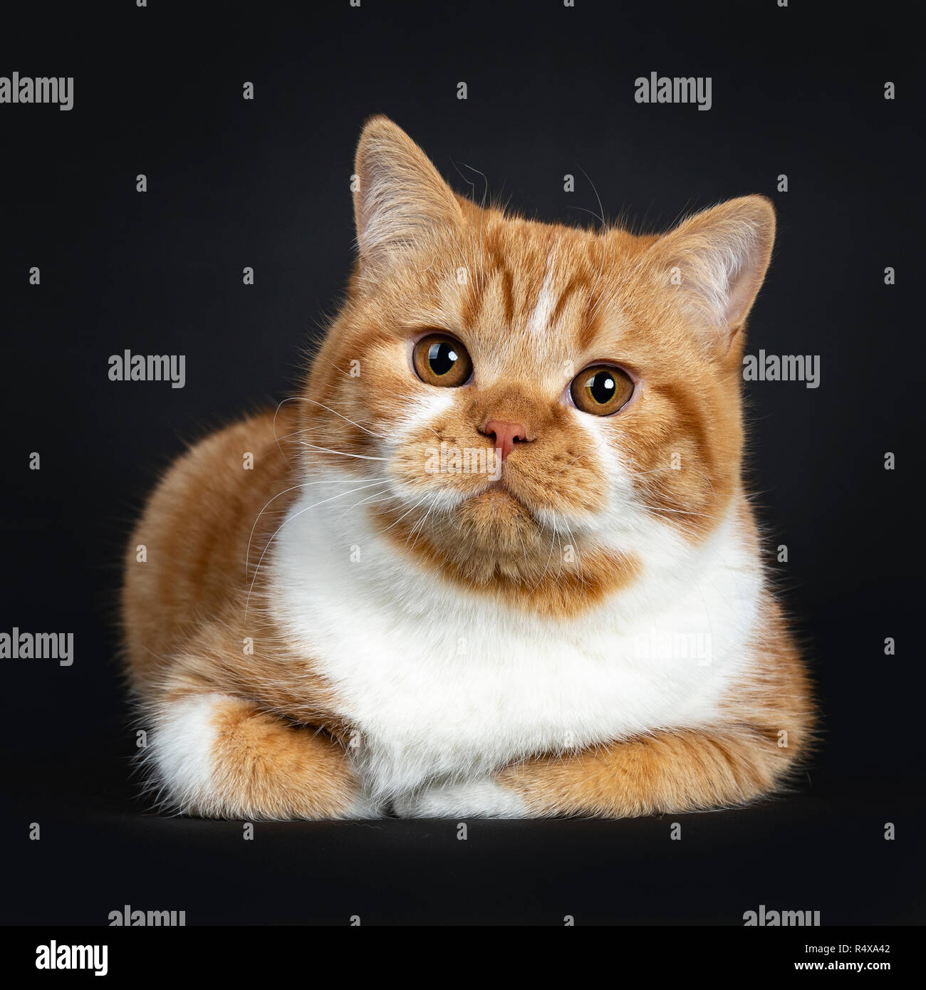 Carino giovane Rosso tabby con bianco British Shorthair gattino posa con zampe ripiegata sotto il corpo, guardando la telecamera con occhi arancio. Foto Stock