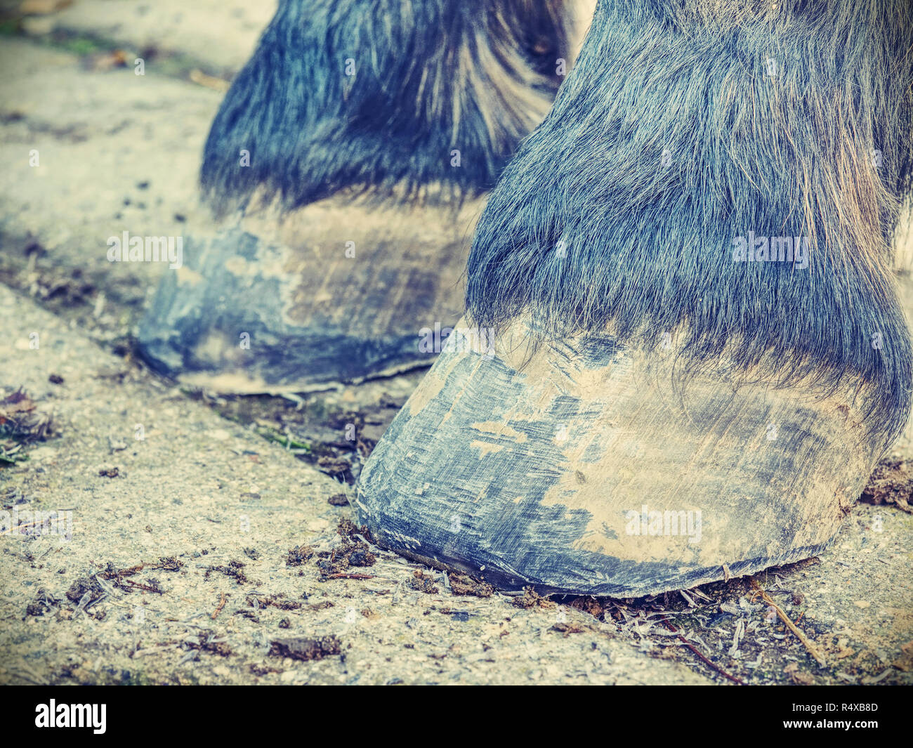 Unghioni dopo aver cura di fabbro. Dettaglio dei piedi nudi di zoccolo di cavallo. Zoccolo di cavallo senza chiudere a ferro di cavallo fino Foto Stock