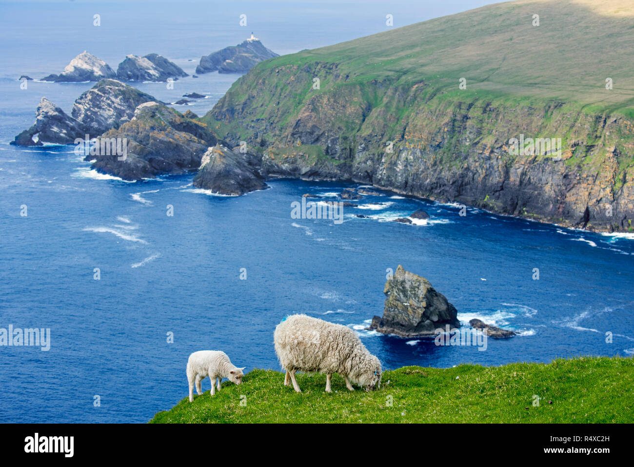 Pecore bianche pecora e agnello erba di pascolo su una scogliera sul mare a Hermaness Riserva Naturale Nazionale, Unst, isole Shetland, Scotland, Regno Unito Foto Stock