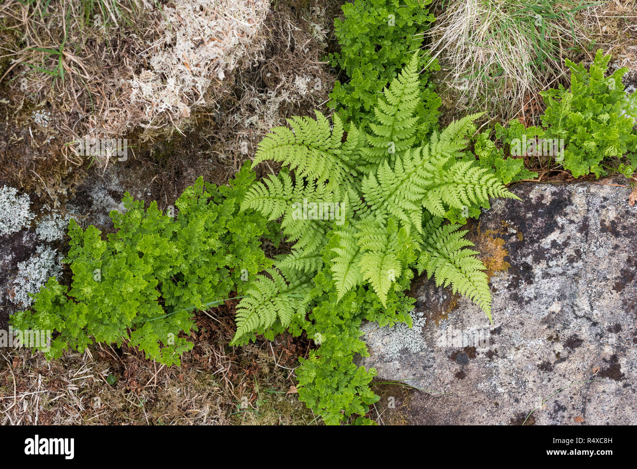 Cryptogramma crispa (prezzemolo Fern) - Athyrium distentifolium (Alpine Lady Fern) snow-letto comunità NVC U18 Foto Stock