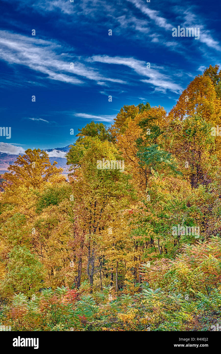 Colpo verticale dei bellissimi colori autunnali nel Parco Nazionale di Great Smoky Mountains. Foto Stock