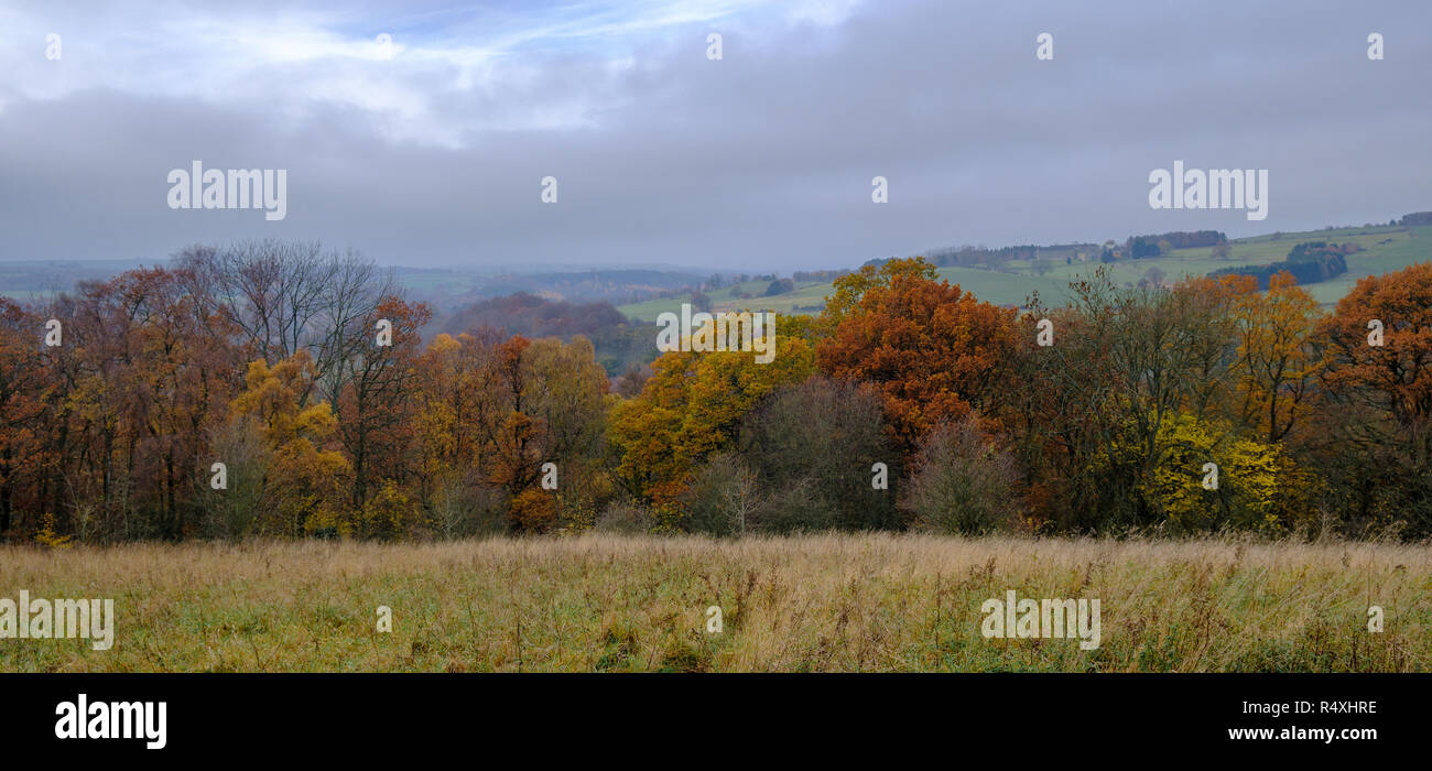 Fogliame di autunno su alberi sul bordo di boschi nella campagna inglese e nella contea di Durham nell Inghilterra del Nord Foto Stock
