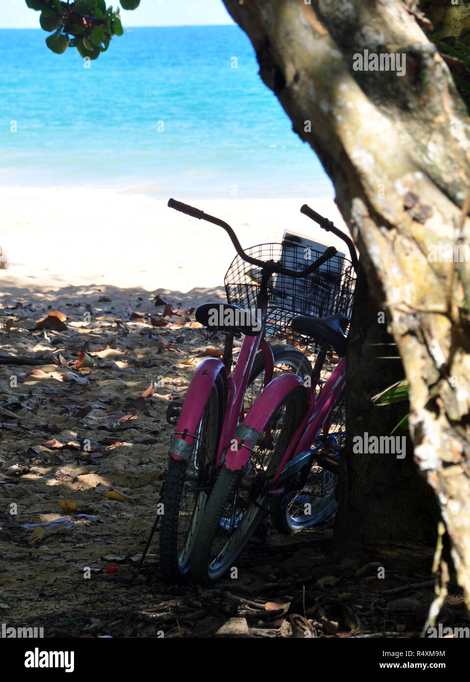 Due biciclette rosa sotto un albero sulla spiaggia. Foto Stock