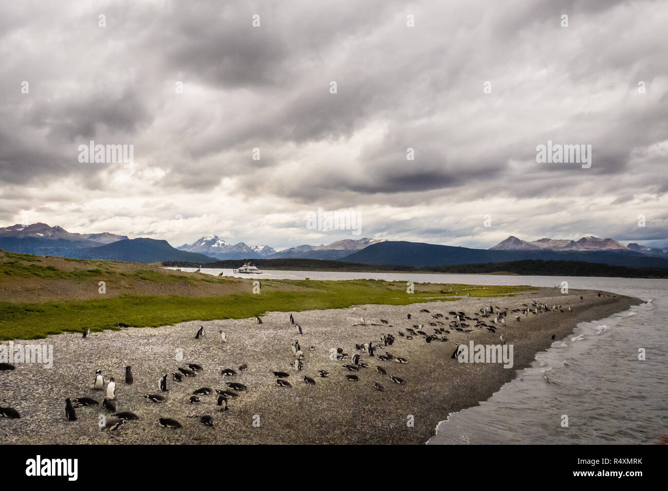 Isola di Pinguini nel Canale del Beagle, Ushuaia, Argentina, Patagonia Foto Stock